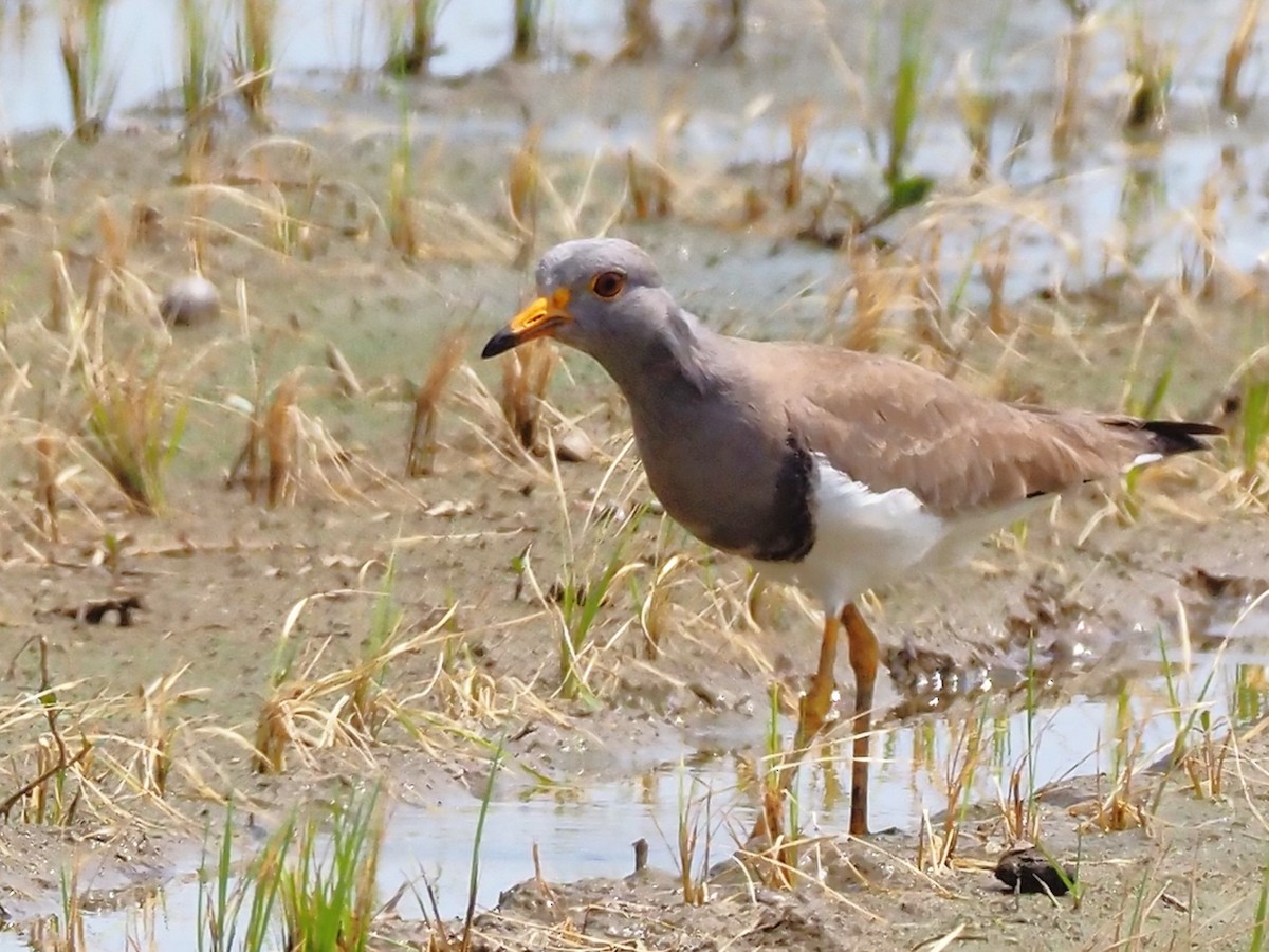 Gray-headed Lapwing - ML558937851