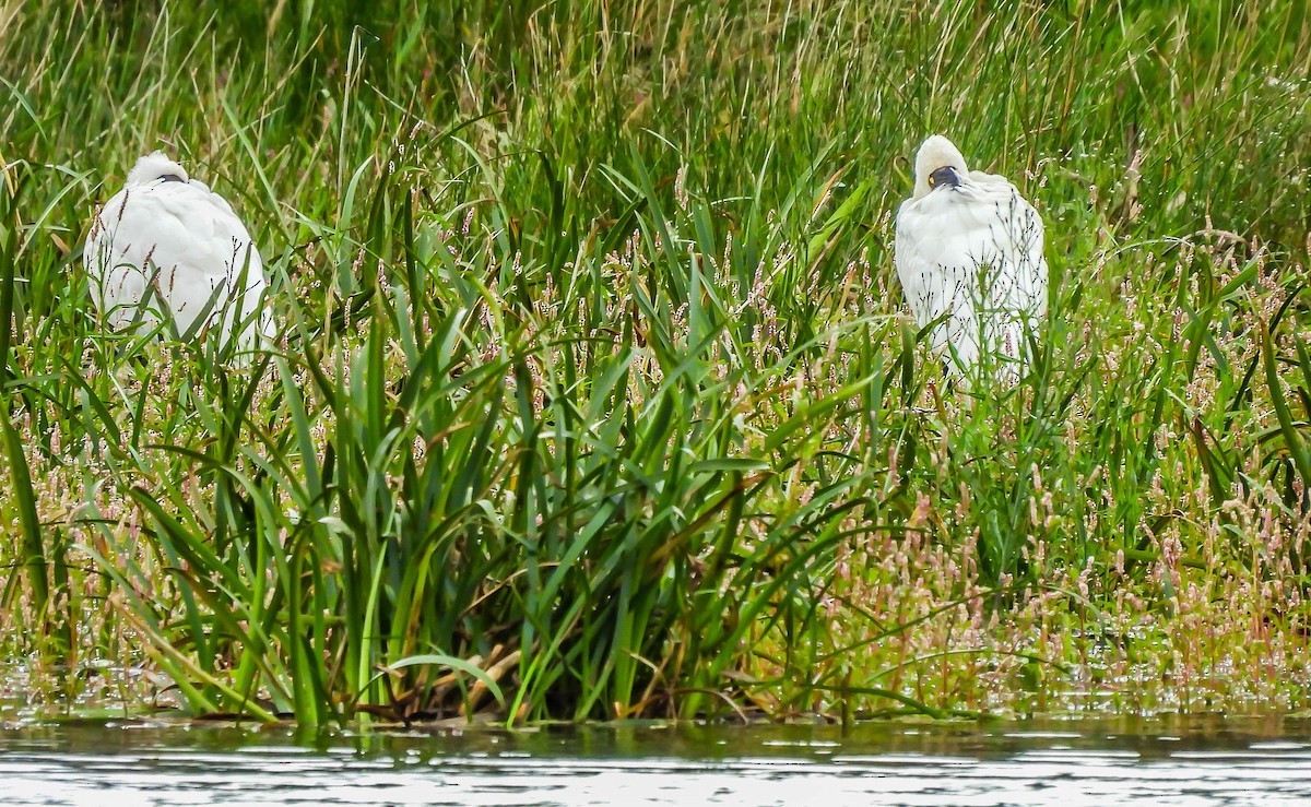 Royal Spoonbill - ML558938851