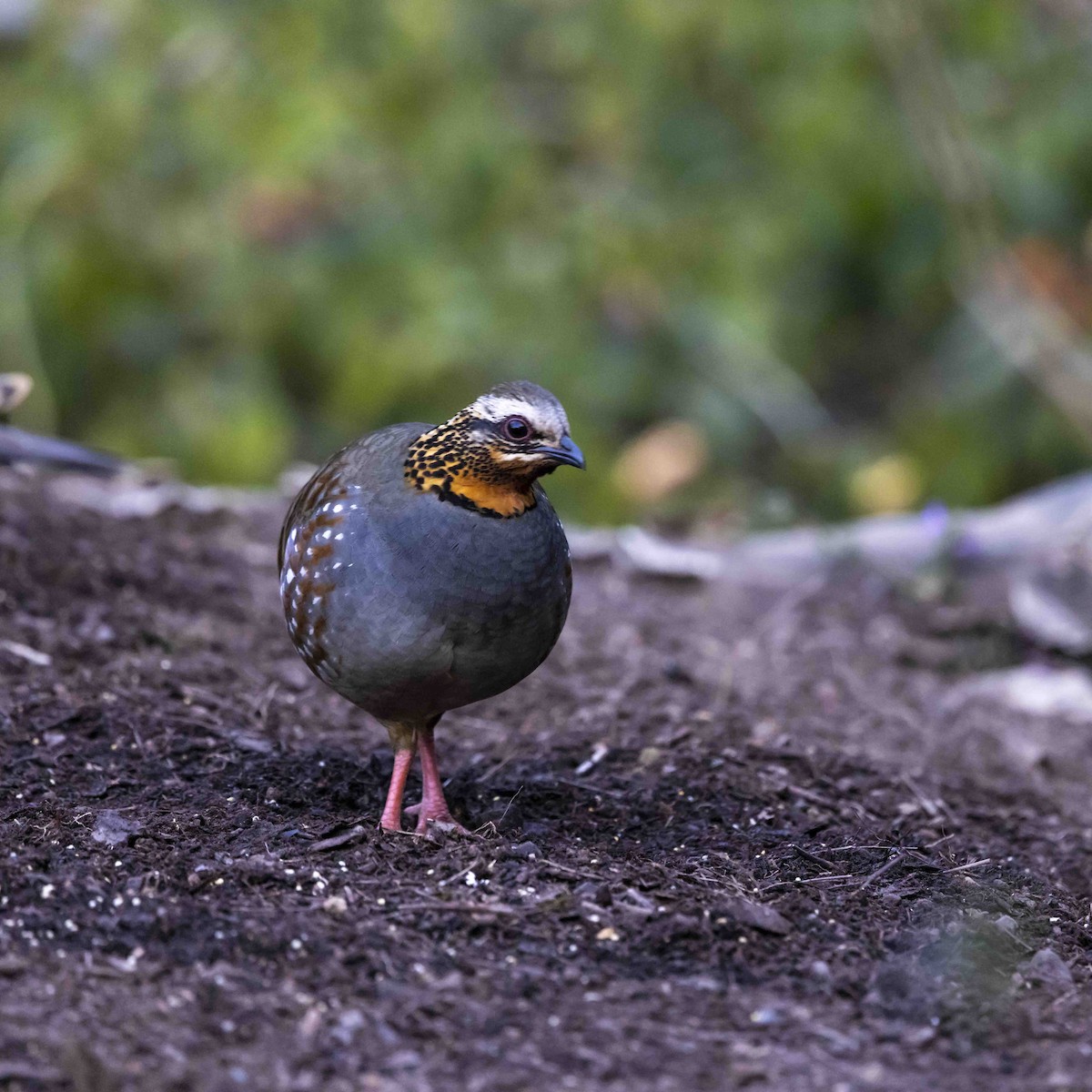 Hill Partridge - Sushil Chikane