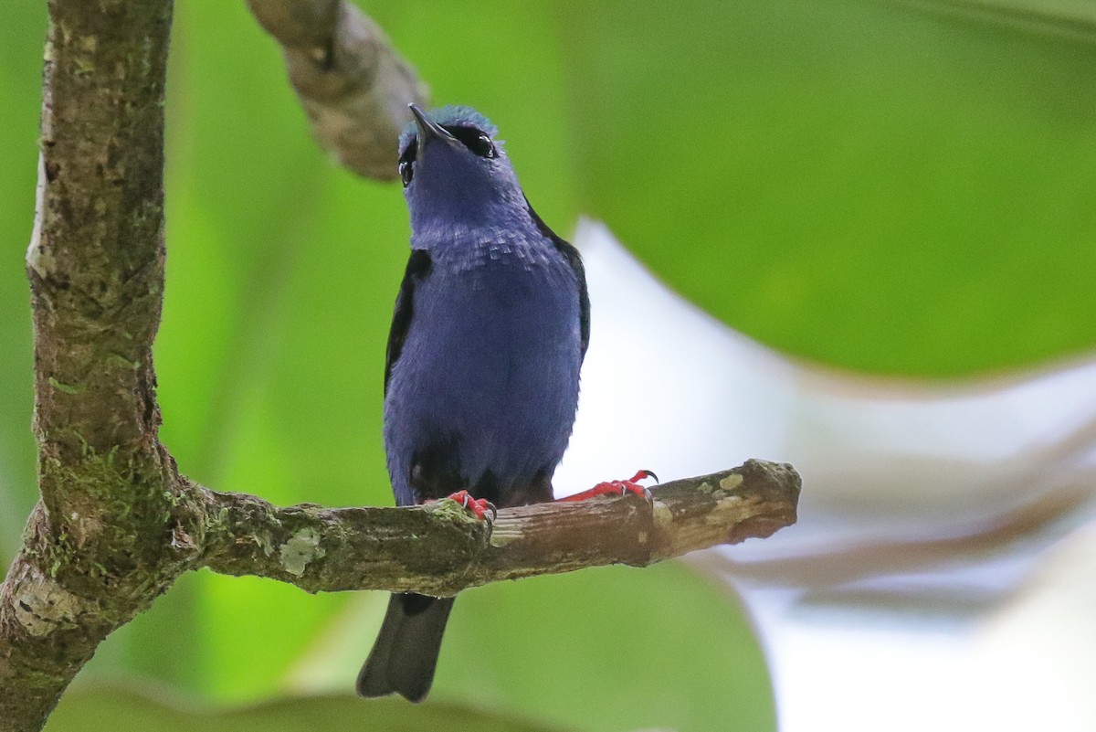 Red-legged Honeycreeper - ML558940701