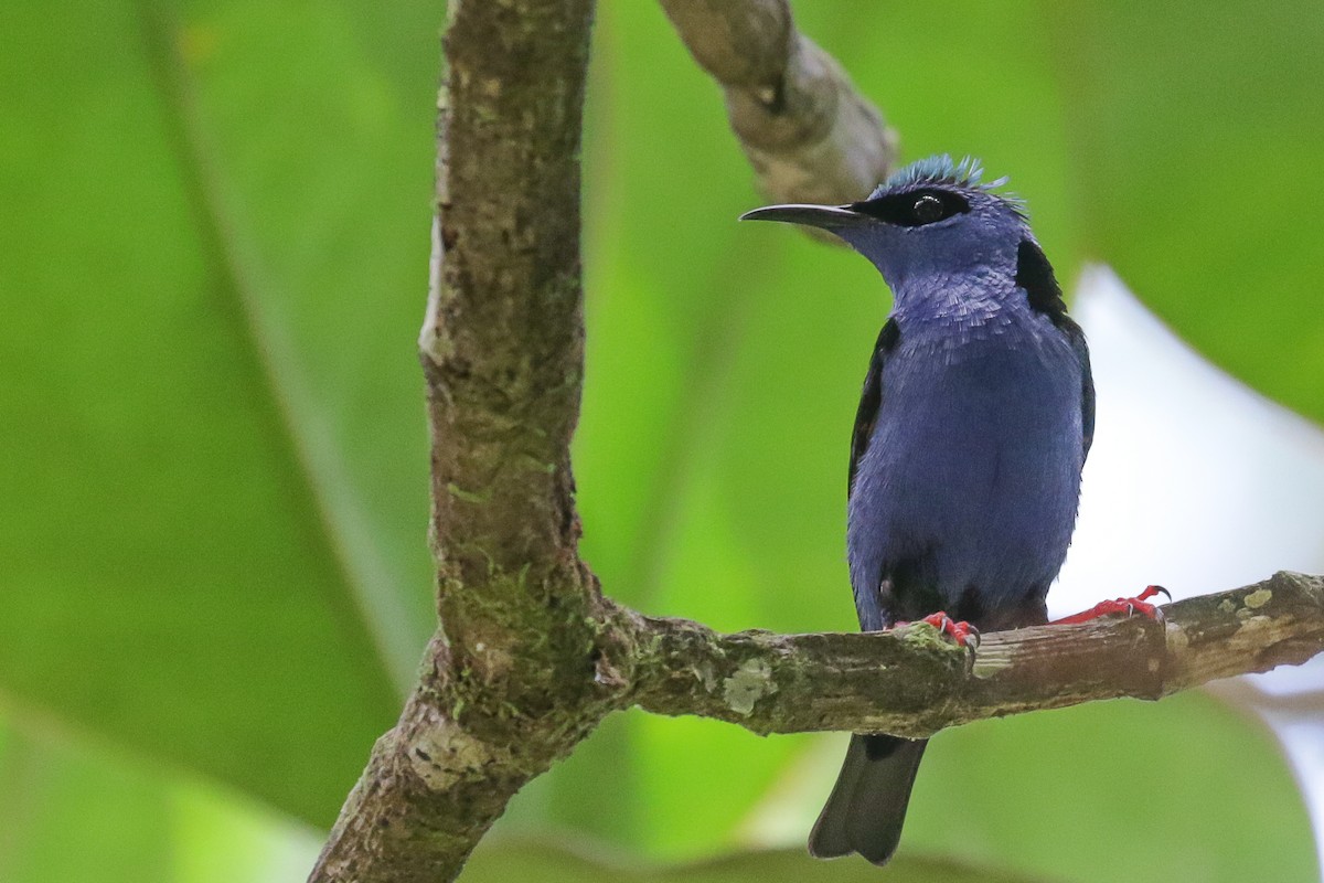 Red-legged Honeycreeper - ML558940711