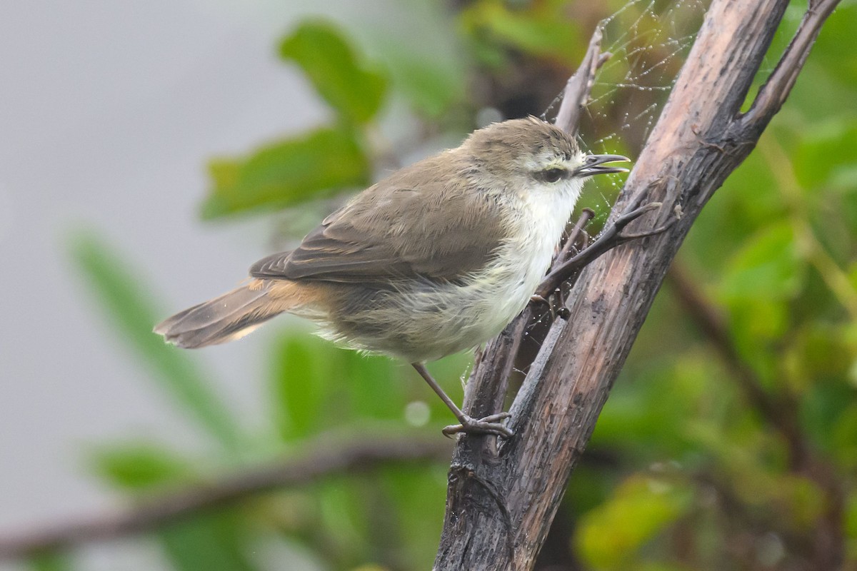 Chatham Island Gerygone - ML558941121