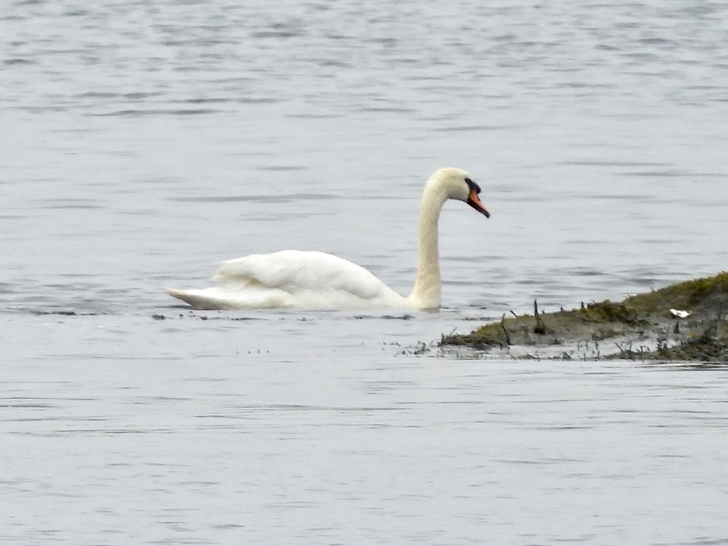 Mute Swan - ML558943051