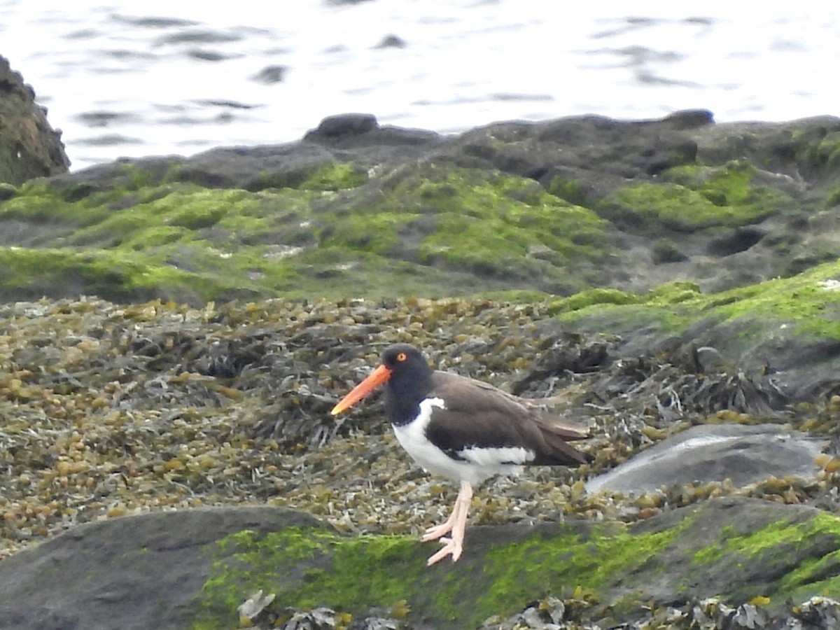 American Oystercatcher - ML558943141