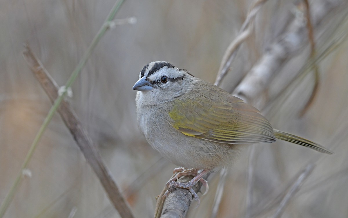 Tocuyo Sparrow - ML558943331