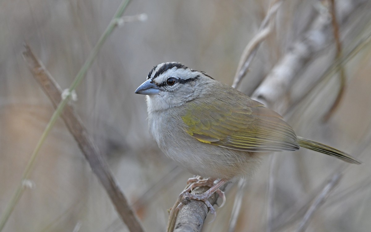 Tocuyo Sparrow - ML558943361