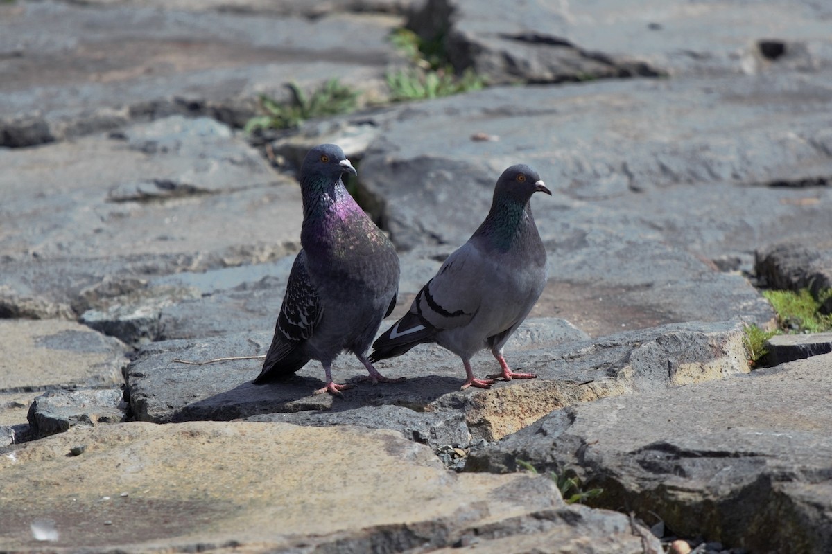 Rock Pigeon (Feral Pigeon) - Matyáš Novák