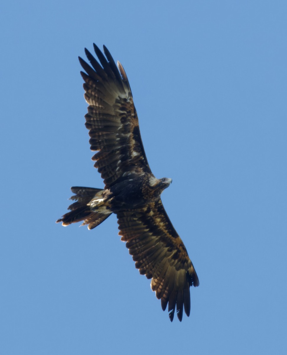 Wedge-tailed Eagle - ML558945661