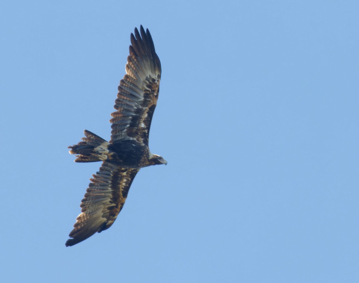 Wedge-tailed Eagle - Peter Bennet