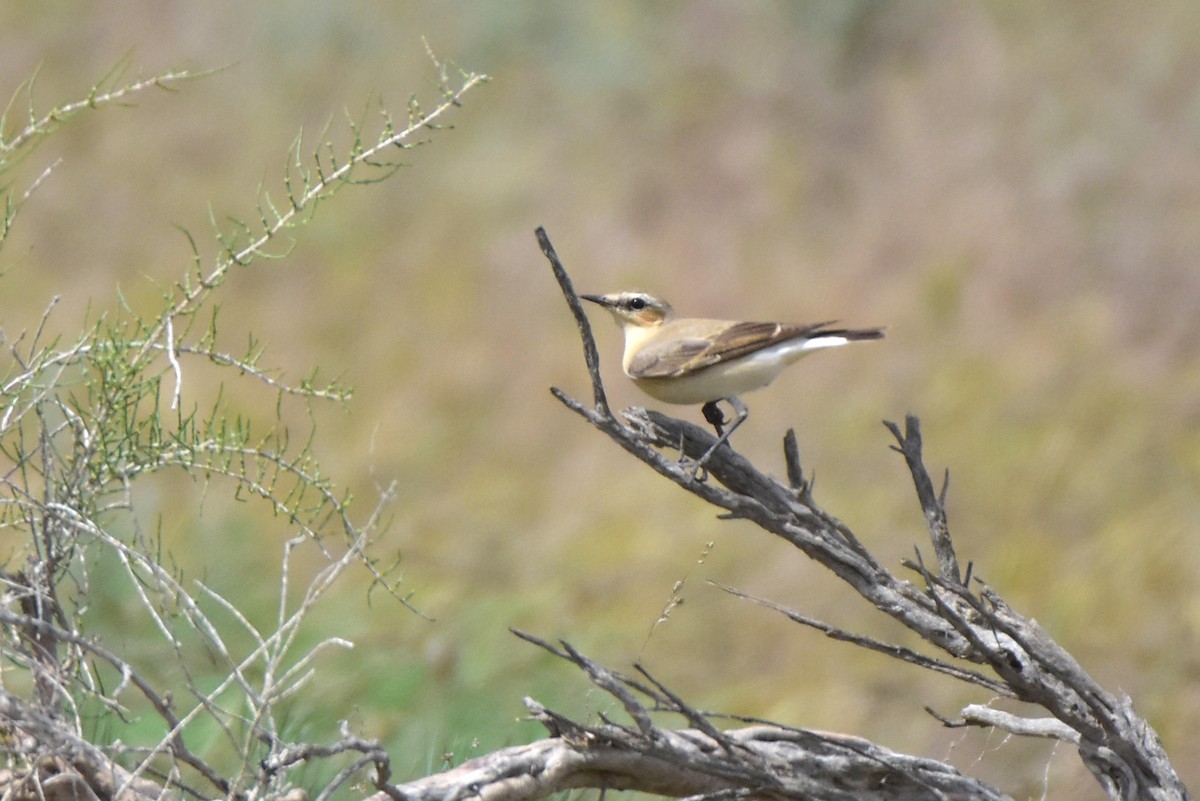 Northern Wheatear - Kudaibergen Amirekul