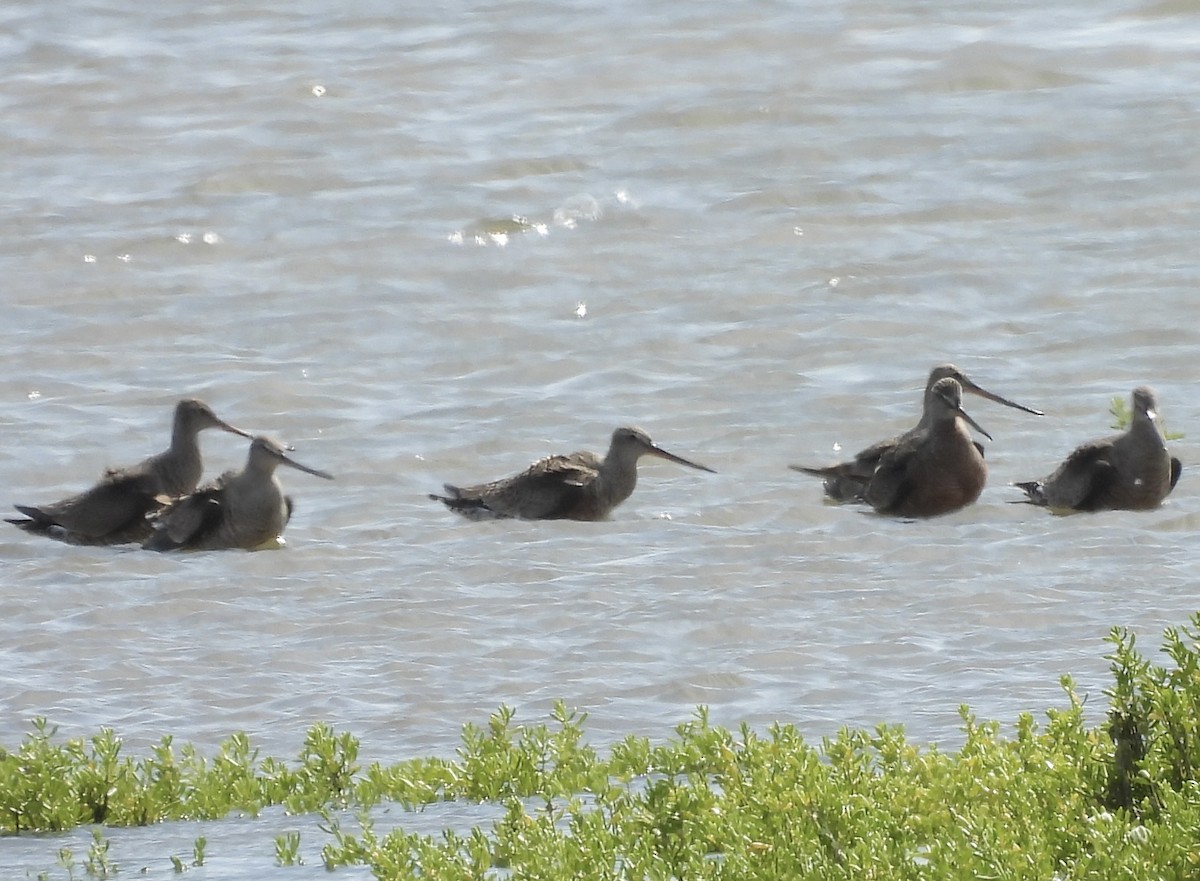 Hudsonian Godwit - ML558948181