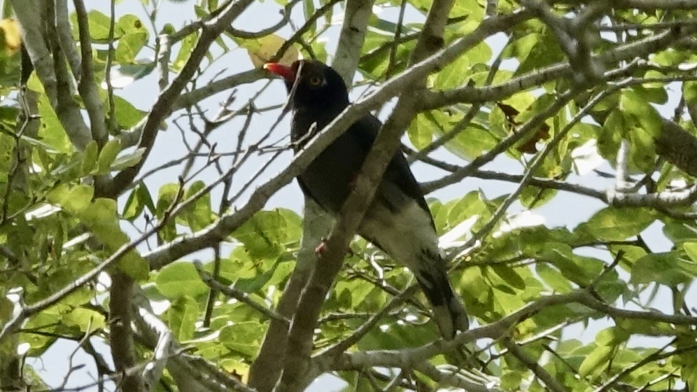 Chestnut-fronted Helmetshrike - ML558948791