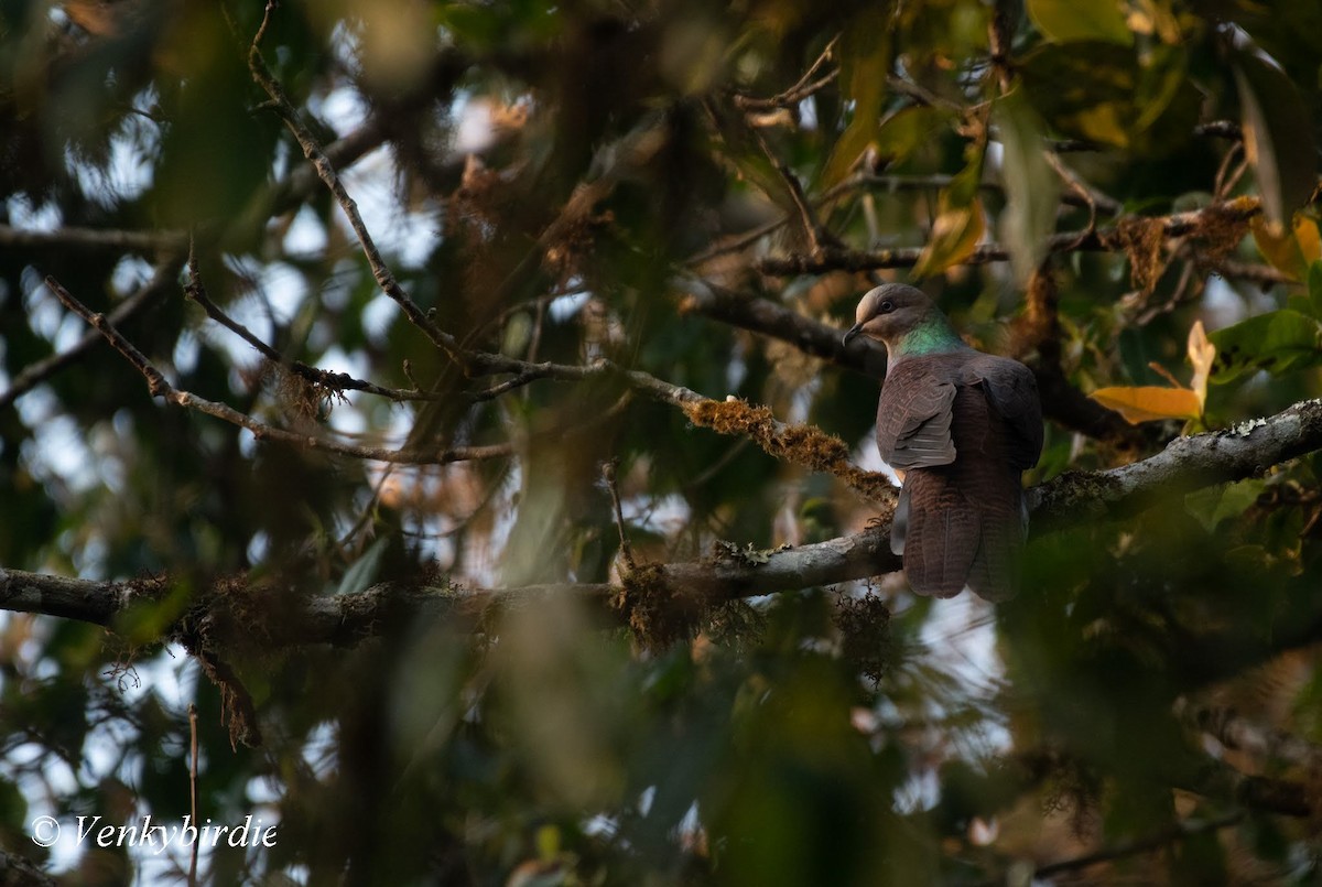 Barred Cuckoo-Dove - ML558948821