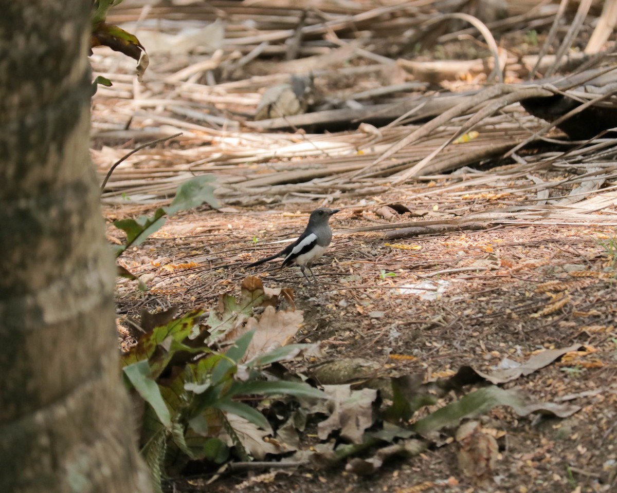 Philippine Magpie-Robin - ML558950571