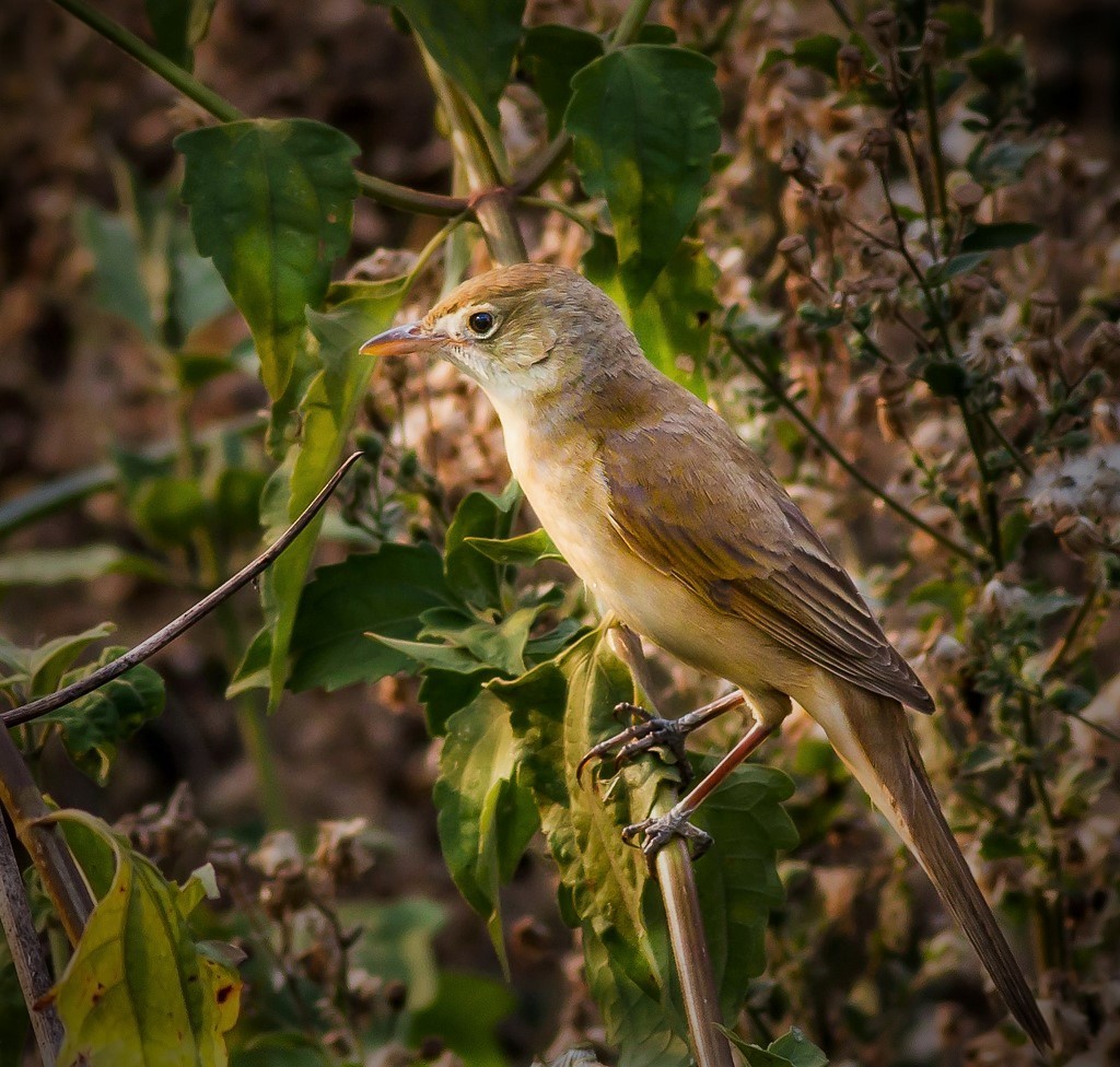 Thick-billed Warbler - ML55895201