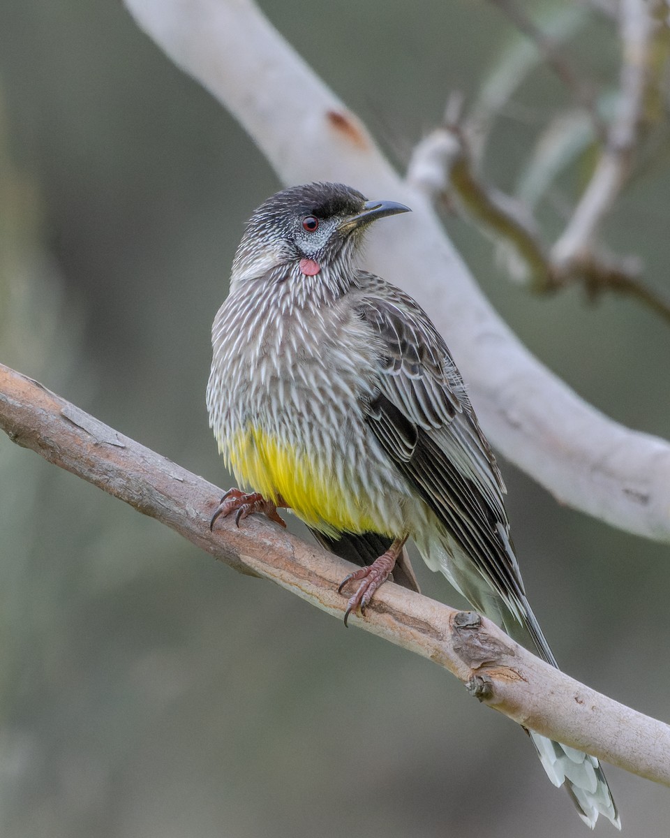 Red Wattlebird - ML558953131