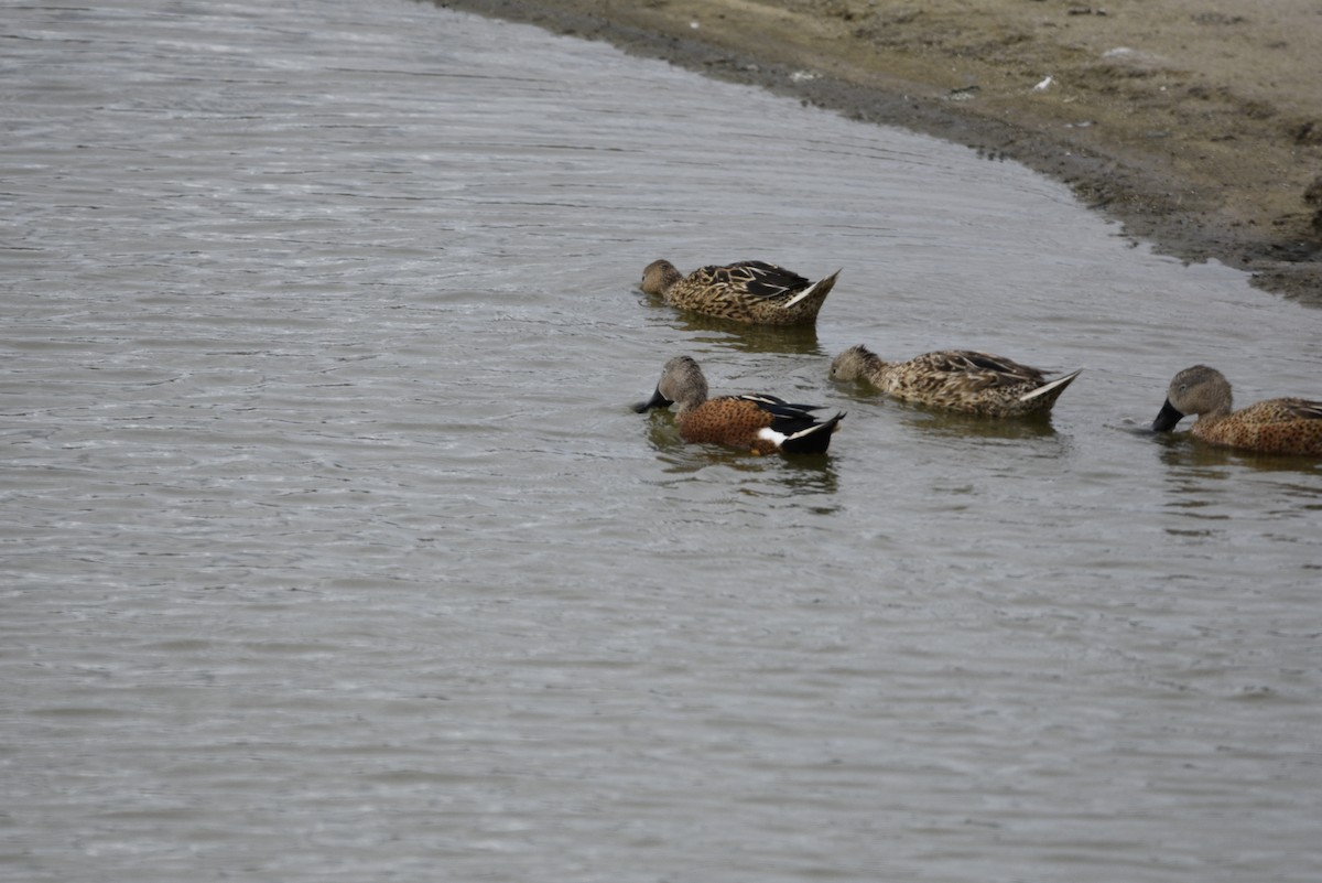 Red Shoveler - ML558954101