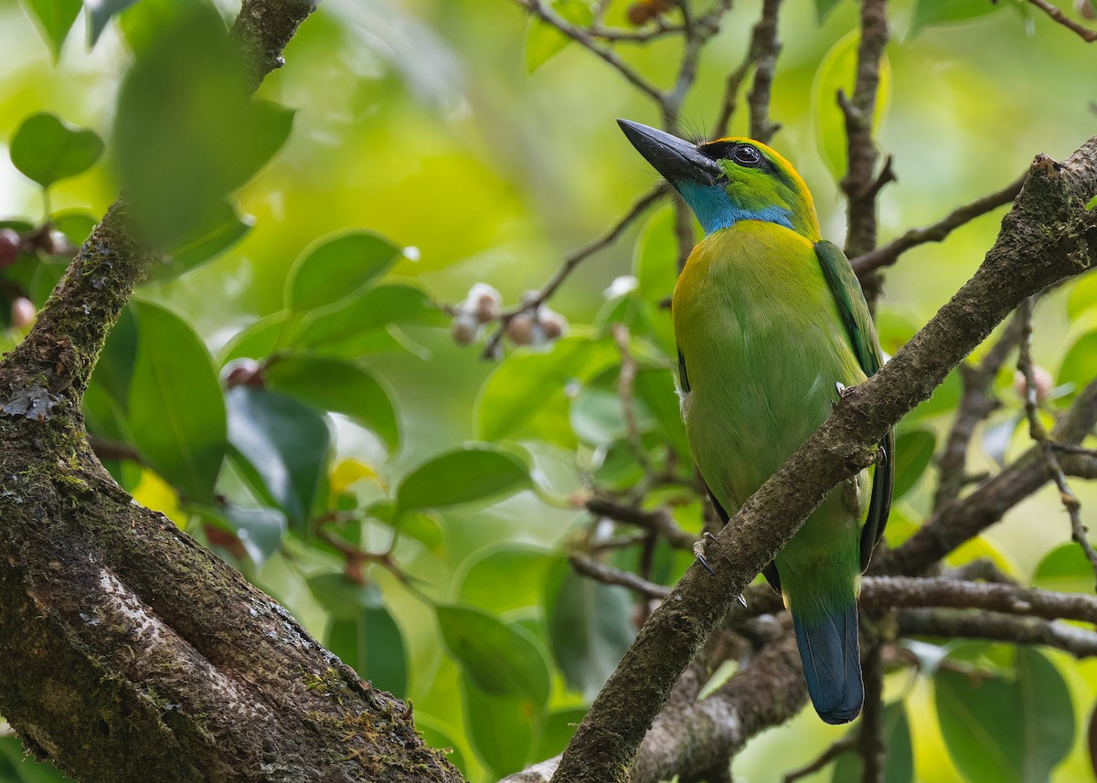 Yellow-crowned Barbet - ML558954181