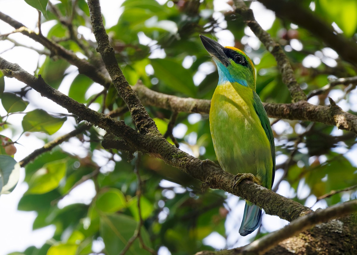 Yellow-crowned Barbet - ML558954201