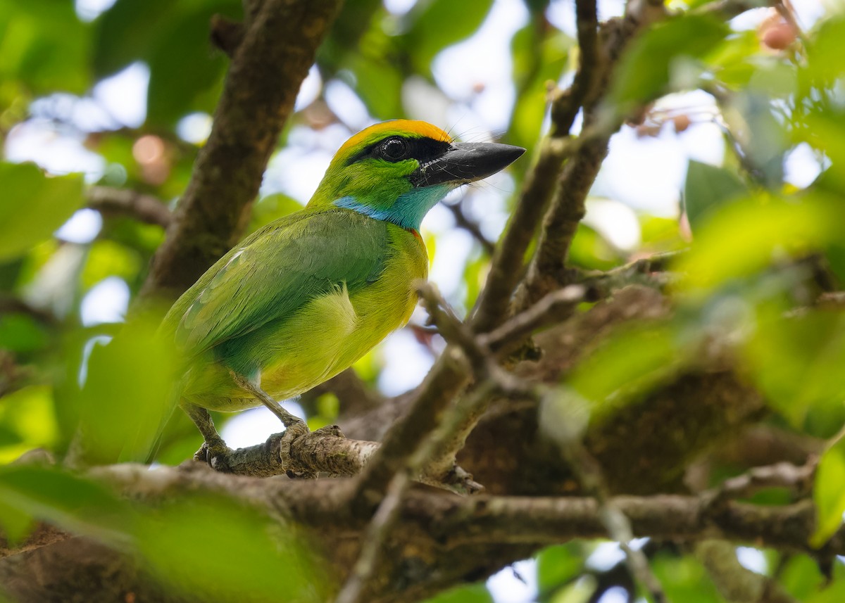 Yellow-crowned Barbet - ML558954211