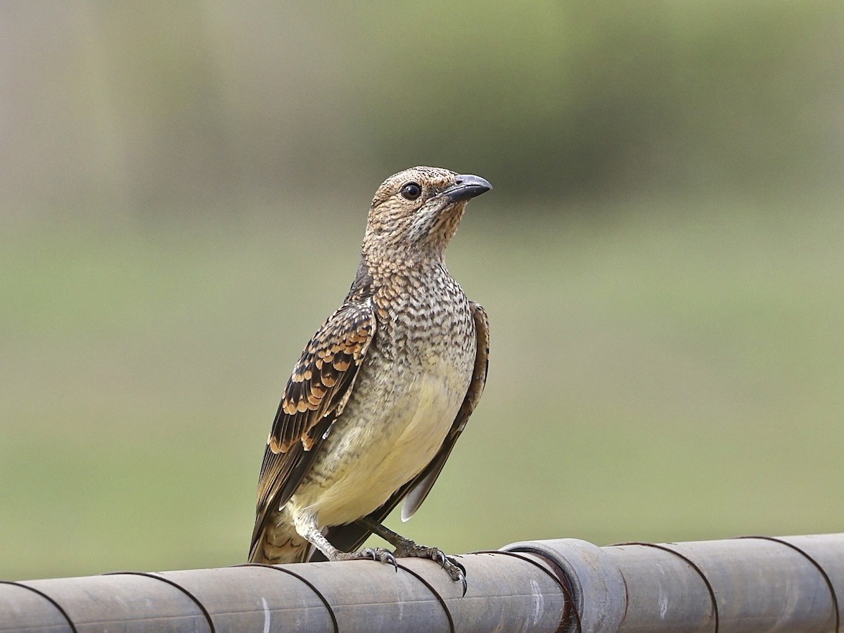 Spotted Bowerbird - Elspeth M