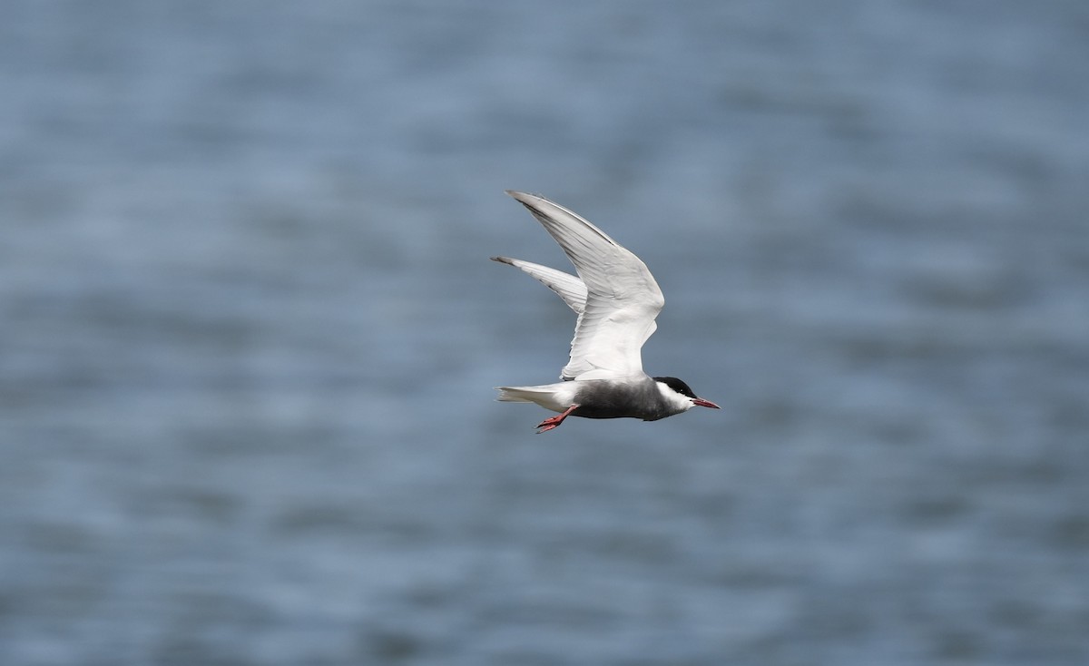 Whiskered Tern - ML558954521