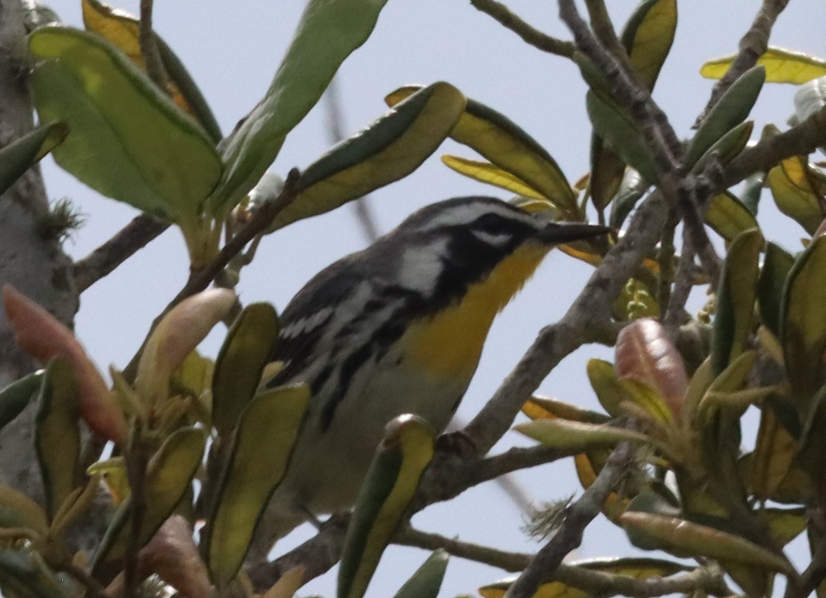 Yellow-throated Warbler - Daphne Asbell