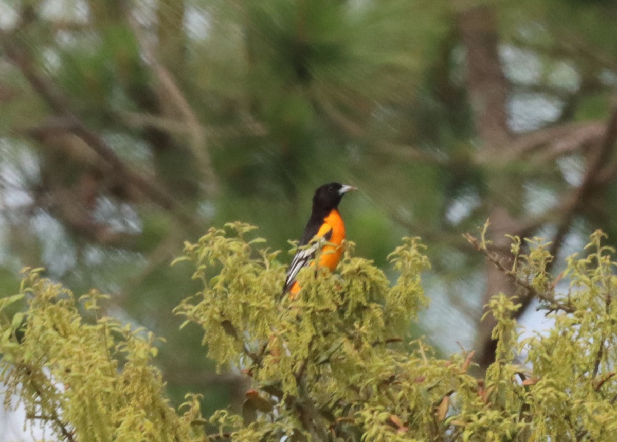 Baltimore Oriole - Daphne Asbell