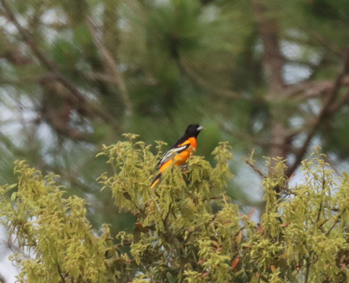 Oriole de Baltimore - ML558954831