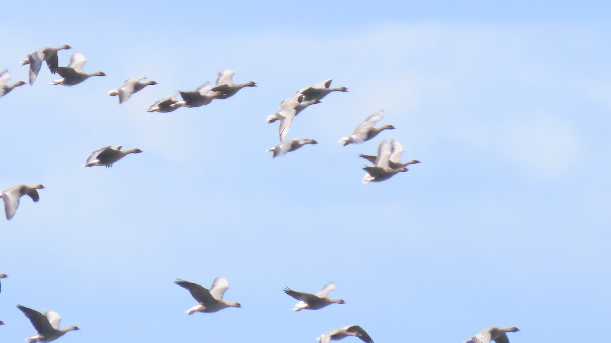 Pink-footed Goose - ML558955051