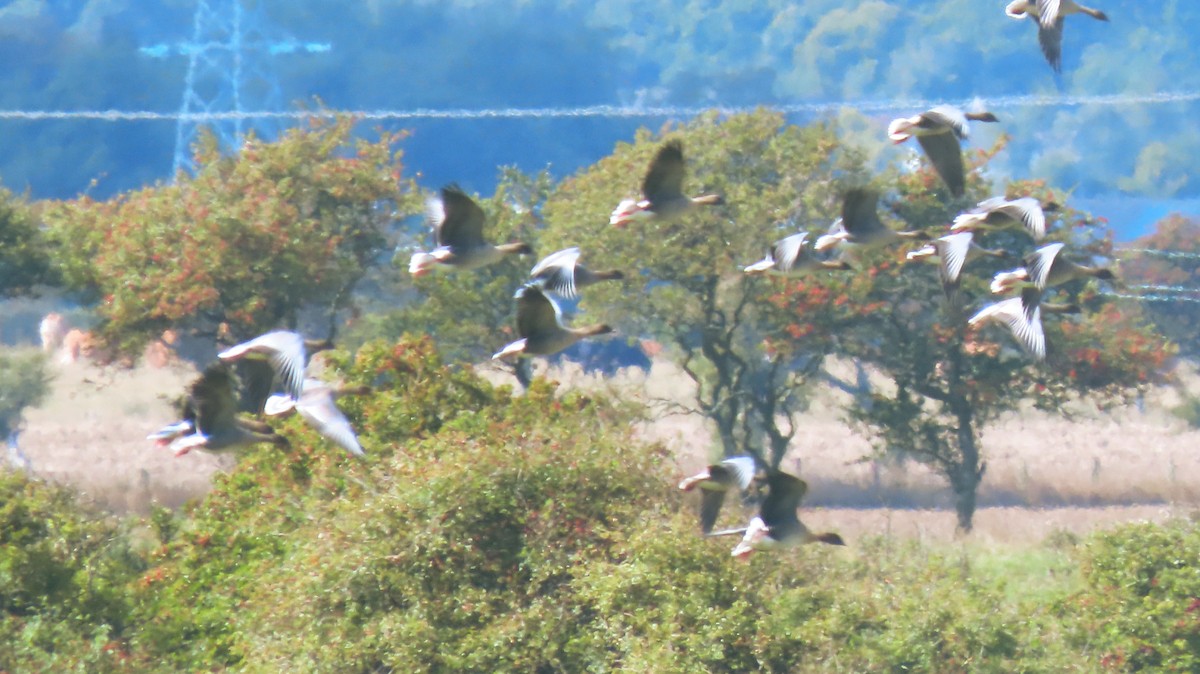 Pink-footed Goose - ML558955071