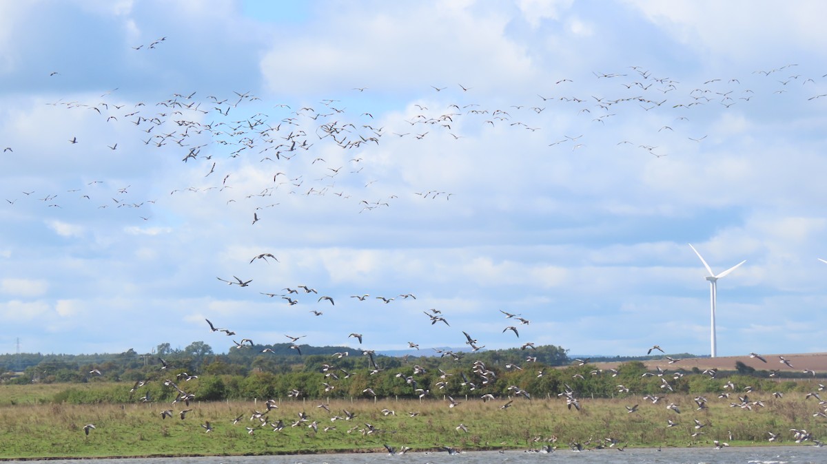 Pink-footed Goose - ML558955091