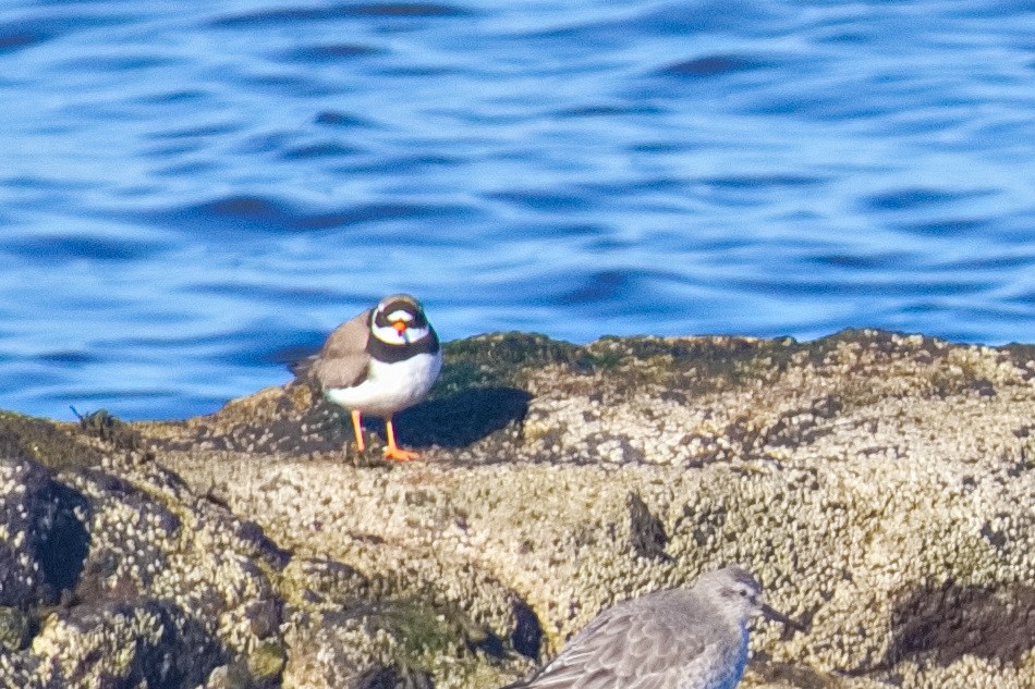 Common Ringed Plover - ML558955381