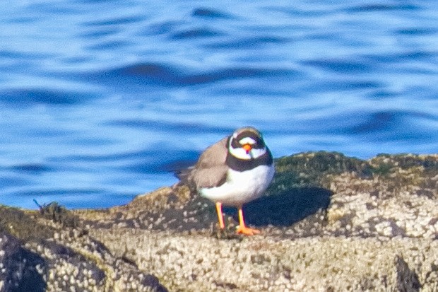 Common Ringed Plover - ML558955461