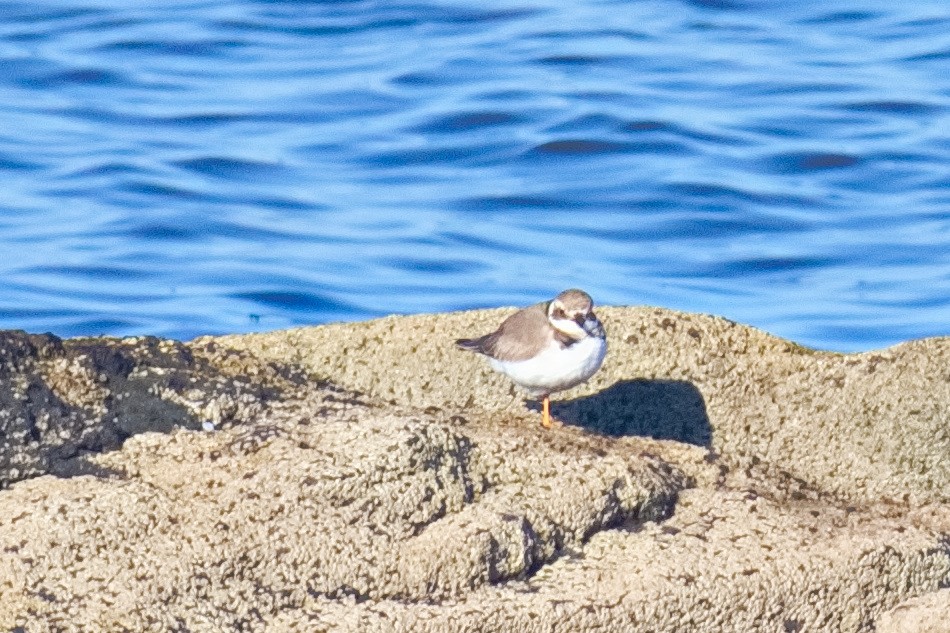 Common Ringed Plover - ML558955511