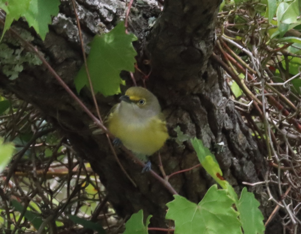 White-eyed Vireo - ML558955781