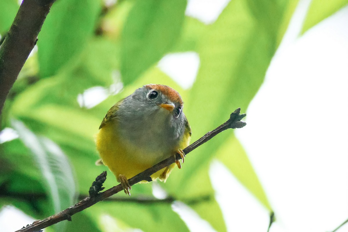 Chestnut-crowned Warbler - ML558956201