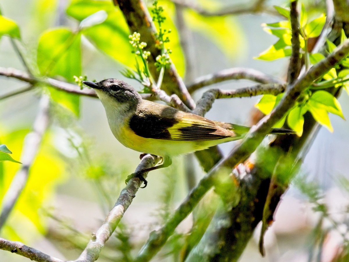 American Redstart - David Hall