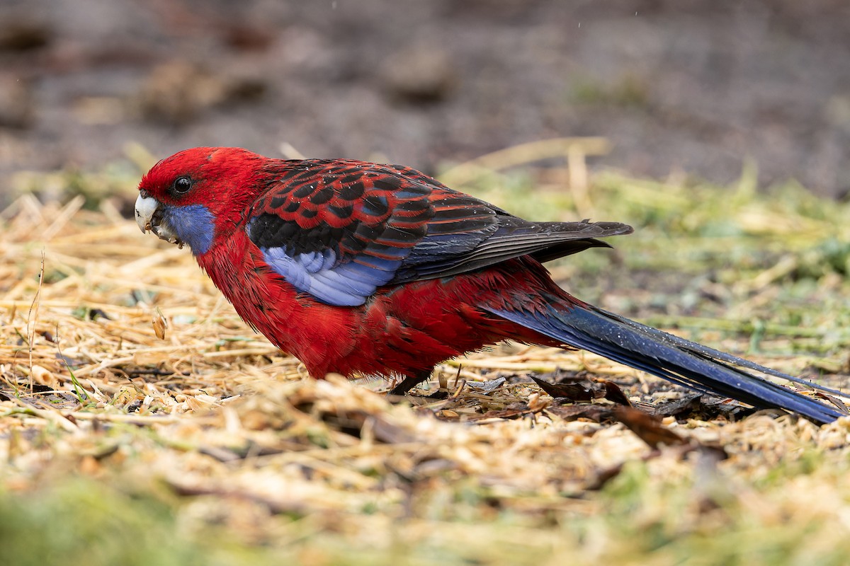 Crimson Rosella (Crimson) - ML558958731