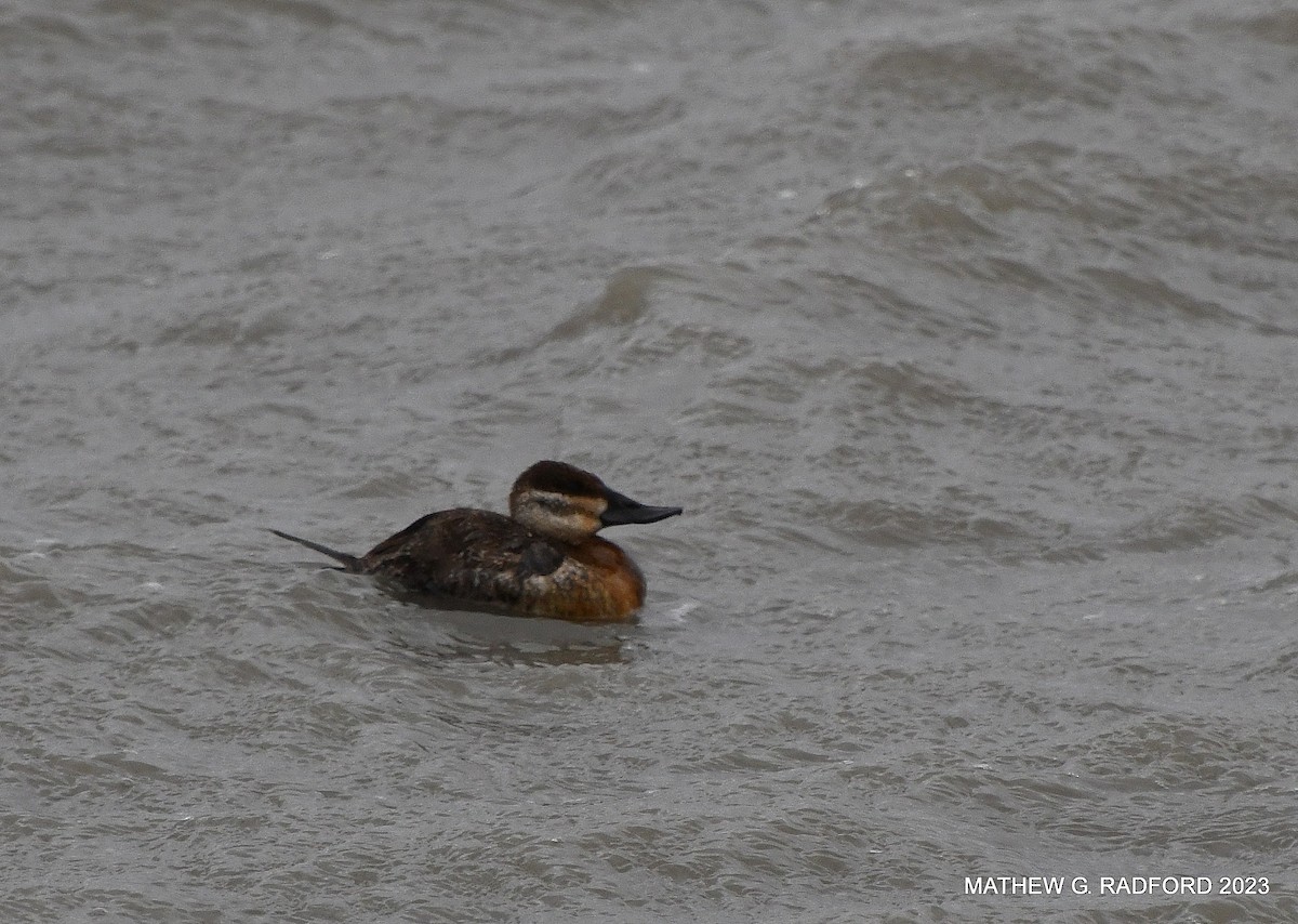 Ruddy Duck - ML558959701