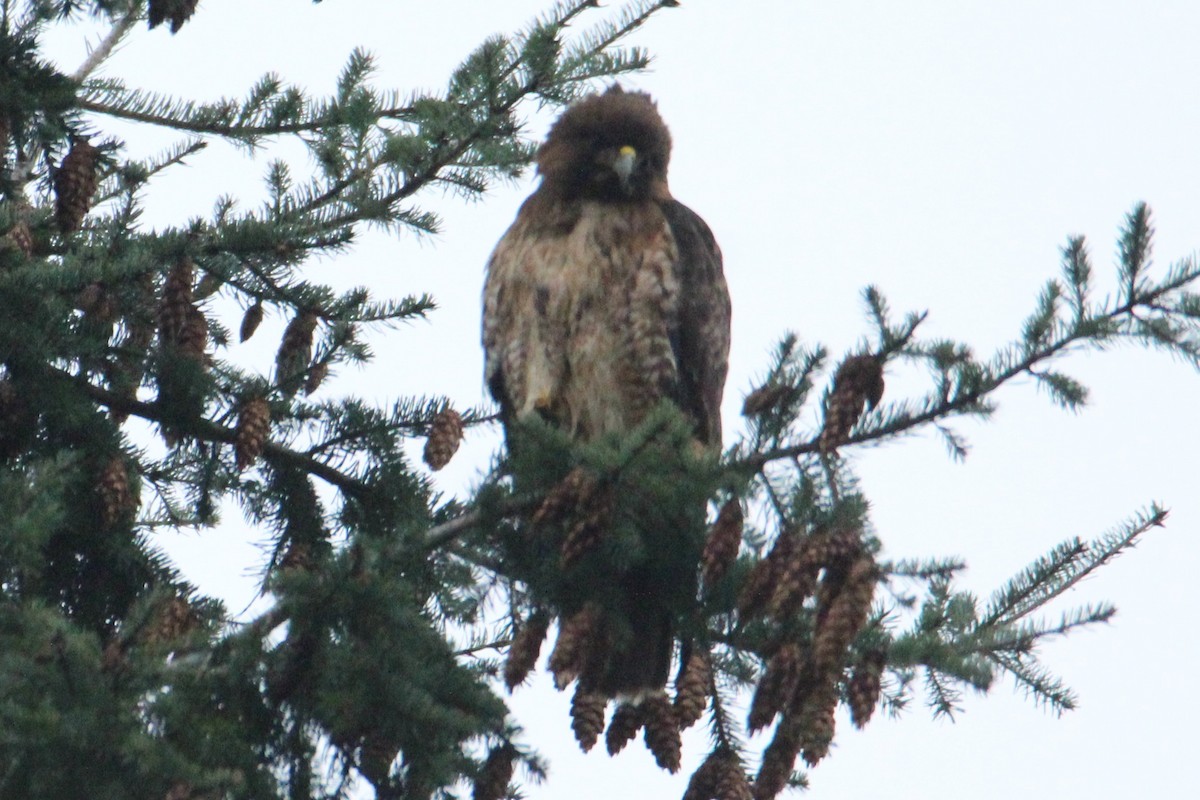 Red-tailed Hawk - ML558959821