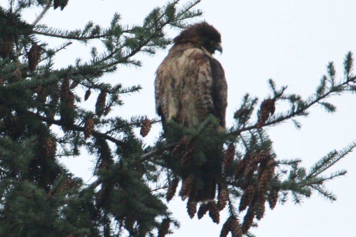 Red-tailed Hawk - ML558959861