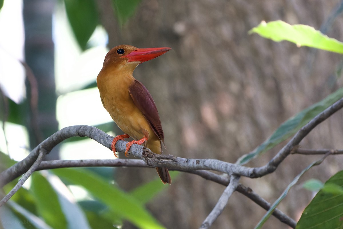 Ruddy Kingfisher - ML558960011