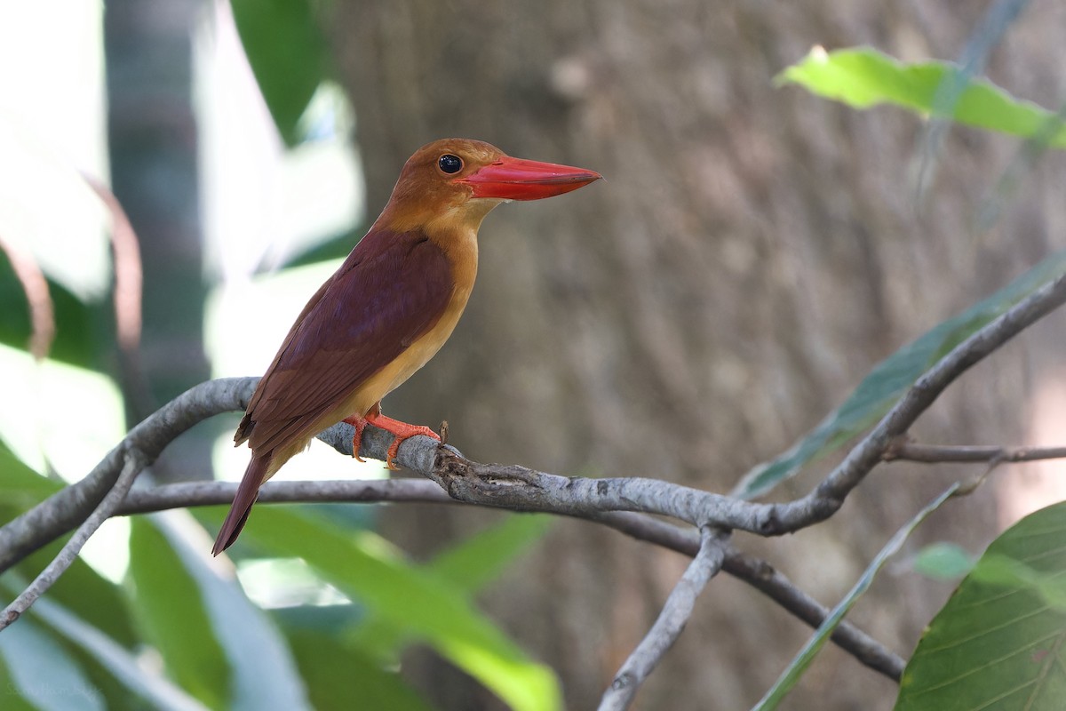 Ruddy Kingfisher - Sam Hambly