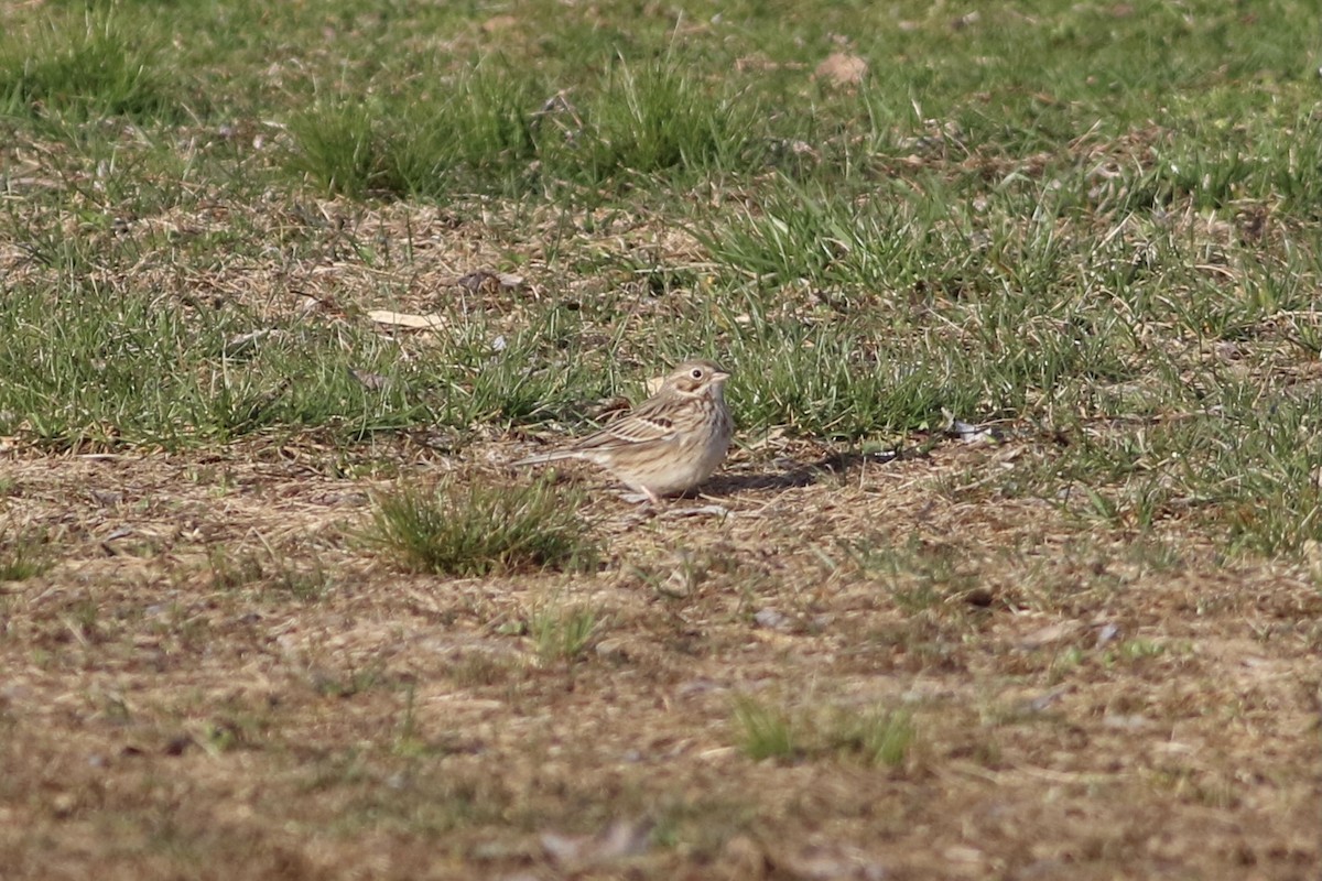 Vesper Sparrow - ML558960201