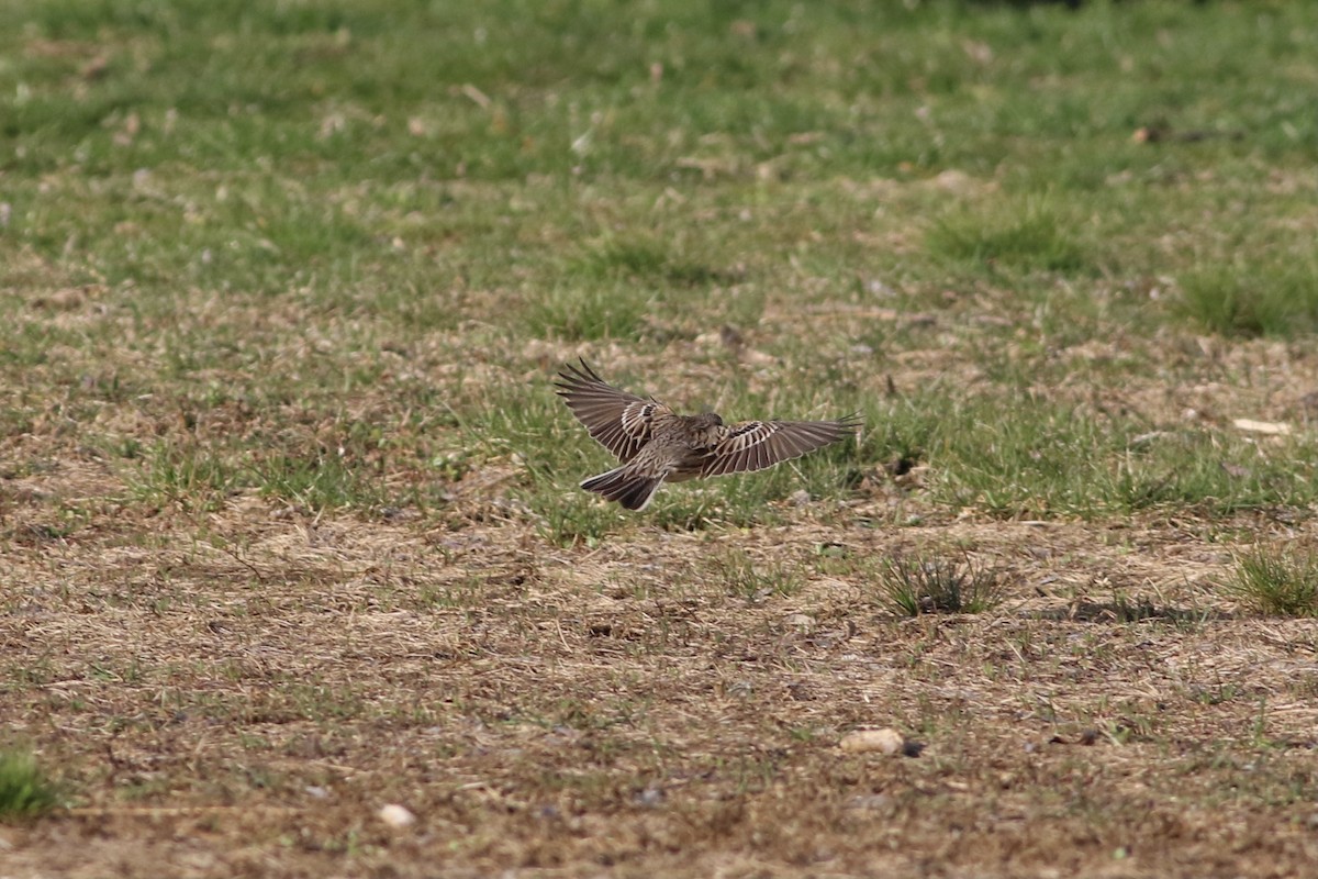 Vesper Sparrow - ML558960221