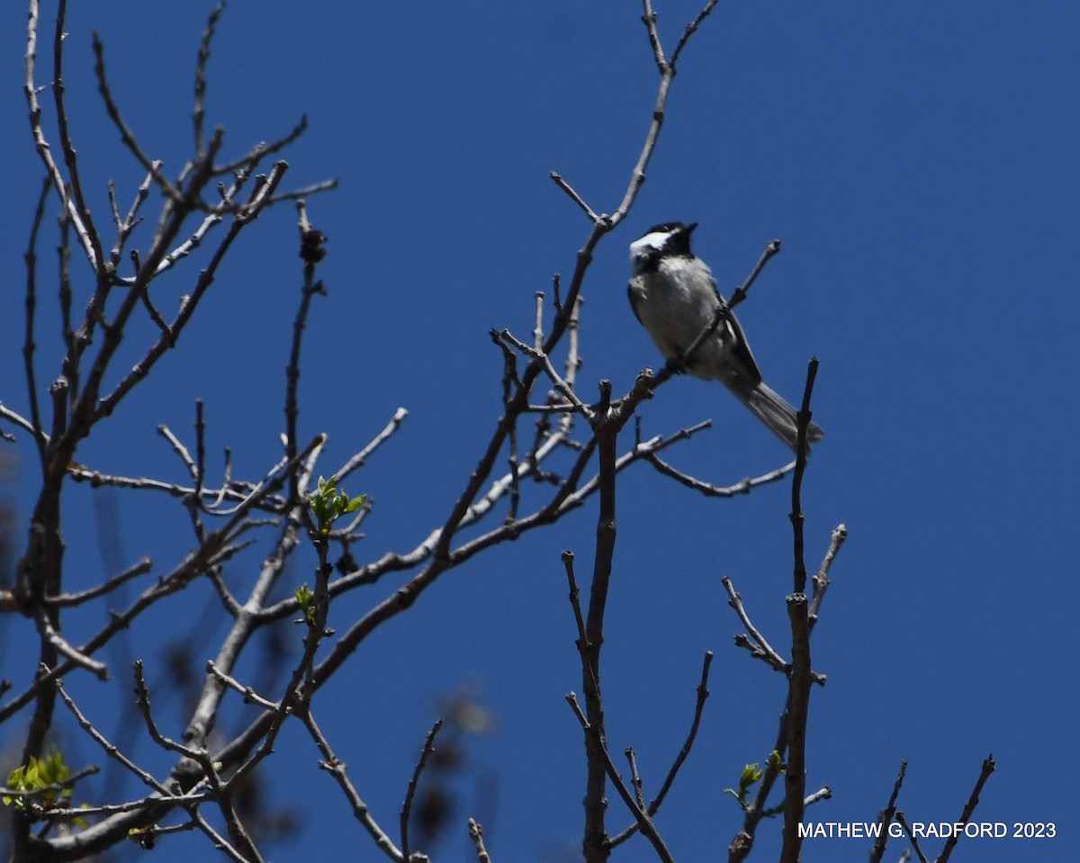 Black-capped Chickadee - ML558960481