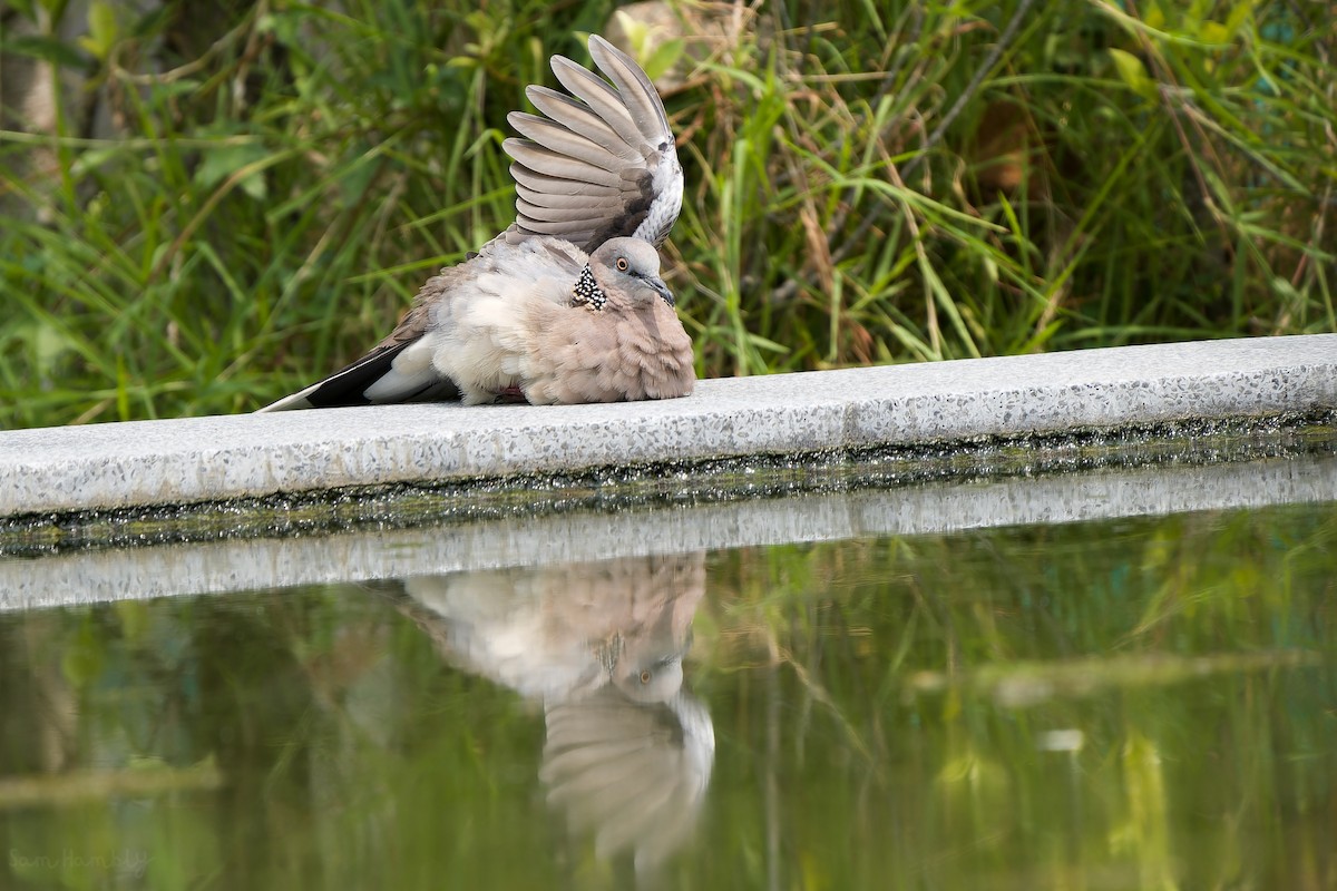 Spotted Dove (Eastern) - Sam Hambly