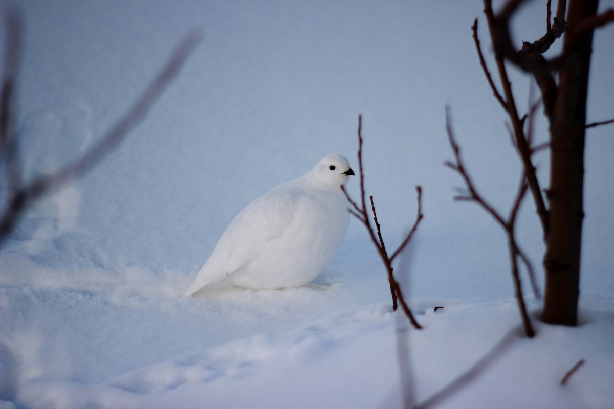 Weißschwanz-Schneehuhn - ML55896211