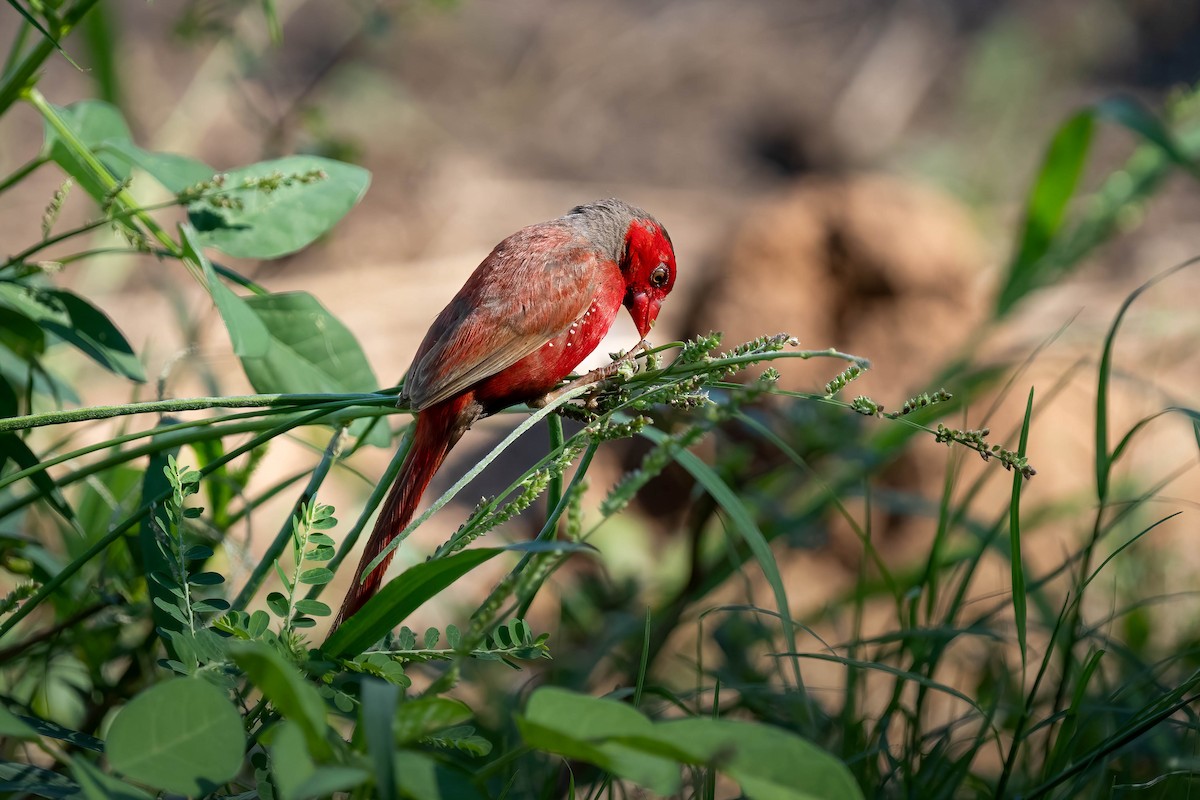 Crimson Finch - ML558962261